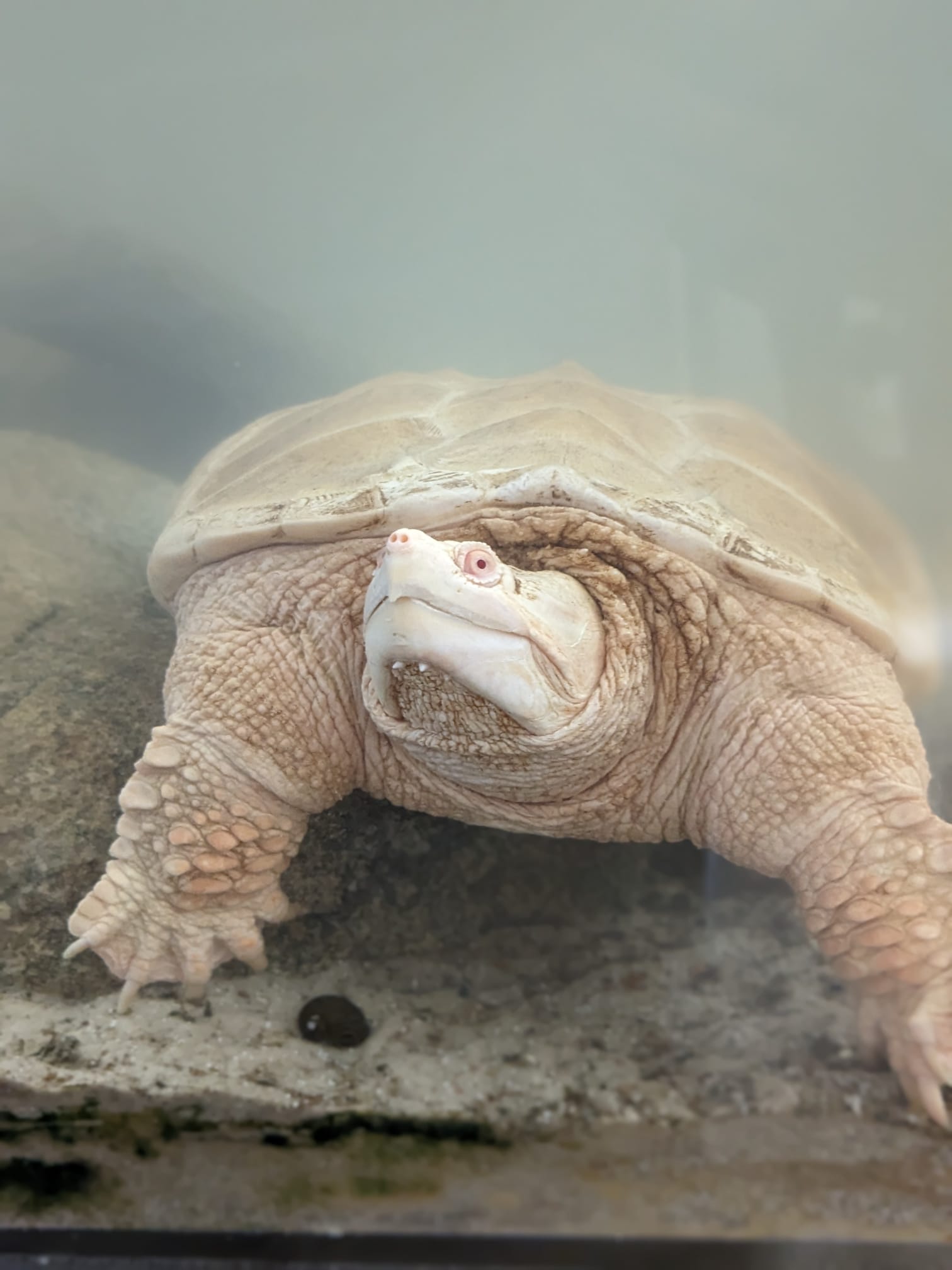 MrTurt